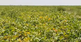 লক্ষ্মীপুরে সয়াবিনের বাম্পার ফলনে ৪০০ কোটি টাকা আয়ের সম্ভাবনা